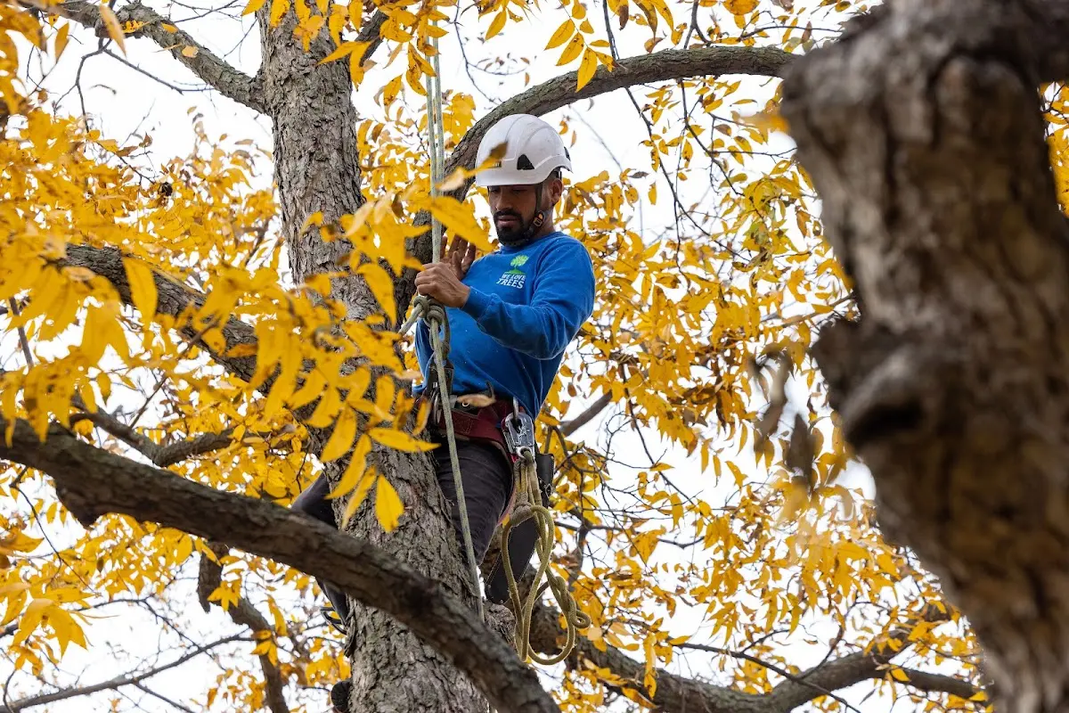 Skilled Tree Trimming crew working in London